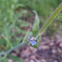 Cynoglossum australe at Bungendore, NSW - 2 Nov 2022 07:03 PM