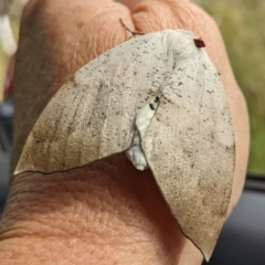 Gastrophora henricaria (Fallen-bark Looper, Beautiful Leaf Moth) at Acton, ACT - 2 Nov 2022 by HelenCross