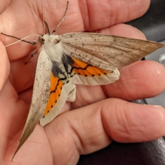 Gastrophora henricaria at Acton, ACT - 3 Nov 2022