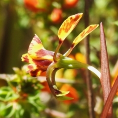 Diuris semilunulata at Paddys River, ACT - 2 Nov 2022