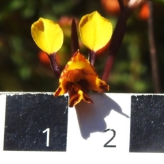 Diuris semilunulata at Paddys River, ACT - 2 Nov 2022