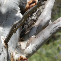 Apis mellifera at Jerrabomberra, NSW - 25 Oct 2022