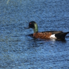 Anas castanea (Chestnut Teal) at Batehaven, NSW - 29 Oct 2022 by SteveBorkowskis
