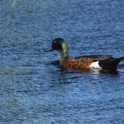 Anas castanea (Chestnut Teal) at Batehaven, NSW - 29 Oct 2022 by SteveBorkowskis