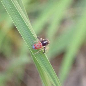 Maratus pavonis at Murrumbateman, NSW - 3 Nov 2022