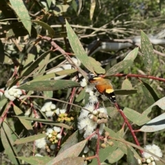 Vanessa itea (Yellow Admiral) at Murrumbateman, NSW - 3 Nov 2022 by SimoneC