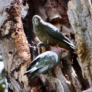 Callocephalon fimbriatum at Hughes, ACT - 3 Nov 2022