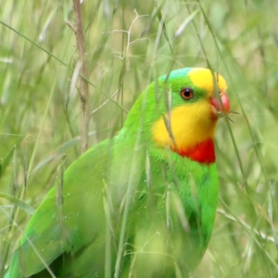 Polytelis swainsonii (Superb Parrot) at GG91 - 3 Nov 2022 by LisaH