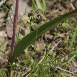 Thelymitra megcalyptra at Gundaroo, NSW - 30 Oct 2022