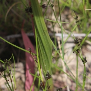 Thelymitra megcalyptra at Gundaroo, NSW - 30 Oct 2022