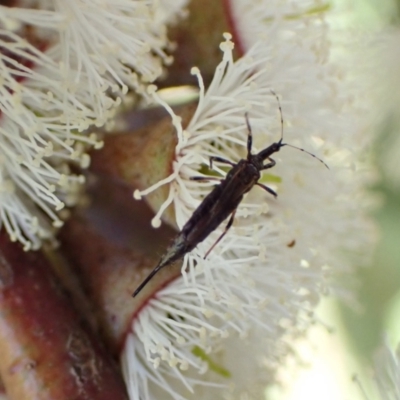 Idolothrips spectrum (Giant thrips) at Murrumbateman, NSW - 3 Nov 2022 by SimoneC