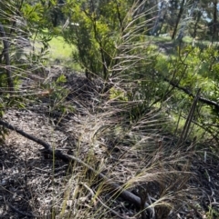 Austrostipa scabra (Corkscrew Grass, Slender Speargrass) at Higgins, ACT - 3 Nov 2022 by Untidy