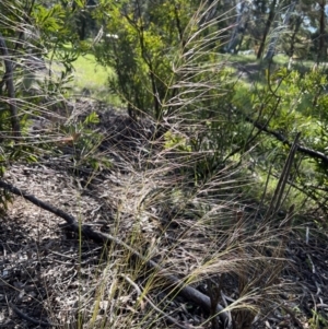 Austrostipa scabra at Higgins, ACT - 3 Nov 2022