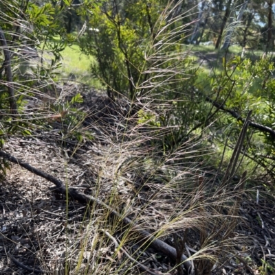 Austrostipa scabra (Corkscrew Grass, Slender Speargrass) at Higgins, ACT - 3 Nov 2022 by Untidy
