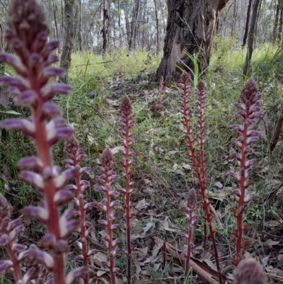 Orobanche minor (Broomrape) at Coree, ACT - 3 Nov 2022 by Jimmyjamjimbles