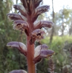 Orobanche minor at Coree, ACT - 3 Nov 2022 07:52 AM