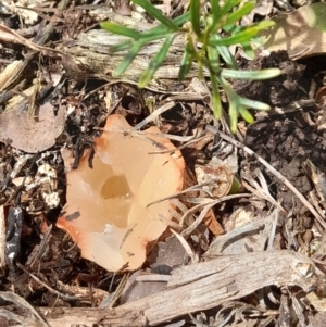 zz stinkhorn - miscellaneous at Holt, ACT - 2 Nov 2022