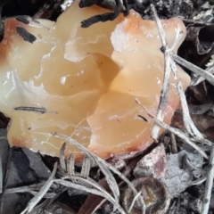 zz stinkhorn - miscellaneous at Holt, ACT - 2 Nov 2022