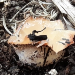 zz stinkhorn - miscellaneous at Holt, ACT - 2 Nov 2022