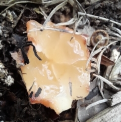 zz stinkhorn - miscellaneous at Holt, ACT - 2 Nov 2022 01:26 PM