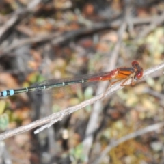 Xanthagrion erythroneurum (Red & Blue Damsel) at Stromlo, ACT - 29 Oct 2022 by Harrisi