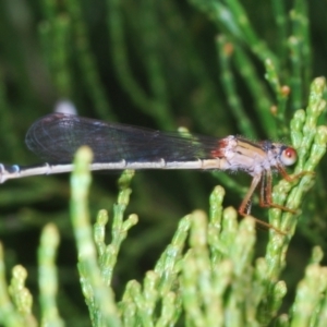 Xanthagrion erythroneurum at Stromlo, ACT - 2 Nov 2022 03:10 PM