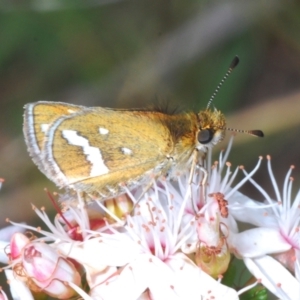 Taractrocera papyria at Coree, ACT - 2 Nov 2022