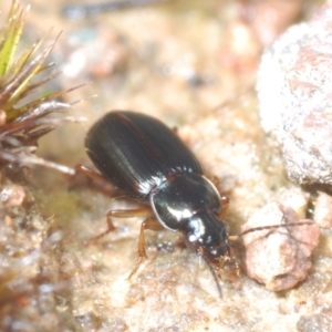 Harpalini sp. (tribe) at Coree, ACT - 2 Nov 2022