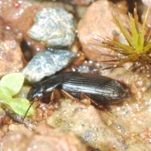 Harpalini sp. (tribe) at Coree, ACT - 2 Nov 2022 01:39 PM