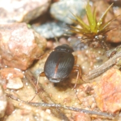 Harpalini sp. (tribe) at Coree, ACT - 2 Nov 2022 01:39 PM