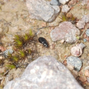 Harpalini sp. (tribe) at Coree, ACT - 2 Nov 2022