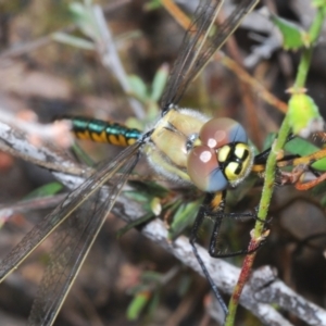 Hemicordulia tau at Stromlo, ACT - 30 Oct 2022