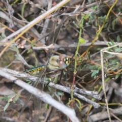 Hemicordulia tau at Stromlo, ACT - 30 Oct 2022