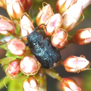 Aporocera (Aporocera) scabrosa at Coree, ACT - 2 Nov 2022