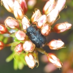 Aporocera (Aporocera) scabrosa at Coree, ACT - 2 Nov 2022