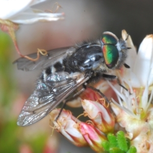 Dasybasis sp. (genus) at Coree, ACT - 2 Nov 2022