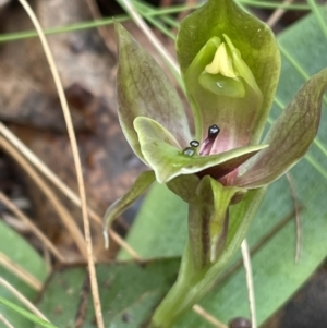 Chiloglottis valida at Cotter River, ACT - suppressed