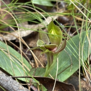 Chiloglottis valida at Cotter River, ACT - suppressed