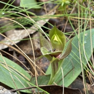 Chiloglottis valida at Cotter River, ACT - suppressed