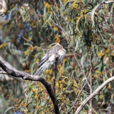 Philemon corniculatus (Noisy Friarbird) at Hackett, ACT - 4 Nov 2022 by MarkT