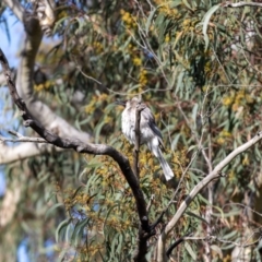 Philemon corniculatus at Hackett, ACT - 4 Nov 2022