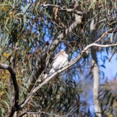 Philemon corniculatus at Hackett, ACT - 4 Nov 2022