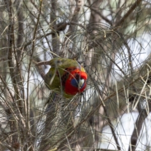 Platycercus elegans at Hackett, ACT - 2 Nov 2022