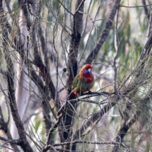 Platycercus elegans at Hackett, ACT - 2 Nov 2022