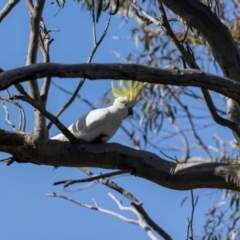 Cacatua galerita (Sulphur-crested Cockatoo) at Mount Majura - 1 Nov 2022 by MarkT