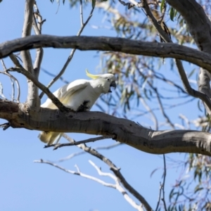 Cacatua galerita at Hackett, ACT - 2 Nov 2022