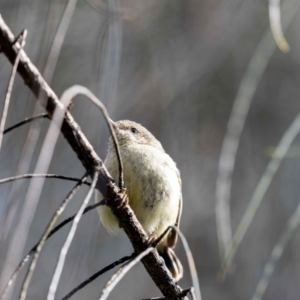 Acanthiza reguloides at Hackett, ACT - 2 Nov 2022