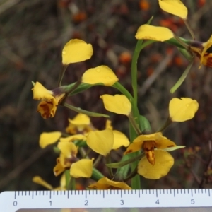 Diuris pardina at Sutton, NSW - 22 Oct 2022