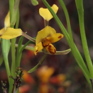 Diuris pardina at Sutton, NSW - 22 Oct 2022