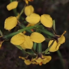 Diuris pardina at Sutton, NSW - 22 Oct 2022